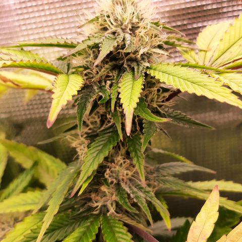 Killer Bees (bwcc cut) growlog timeline photo