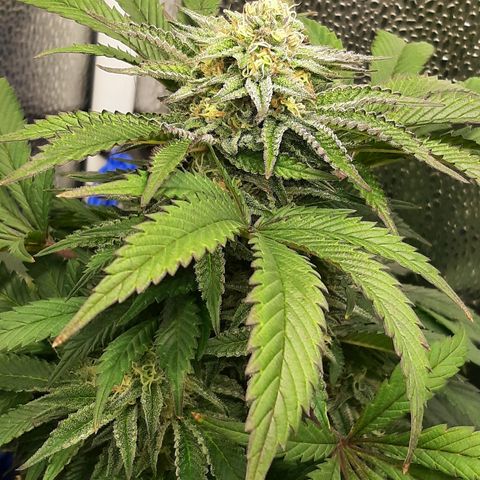 Unicorn Gelatin growlog timeline photo