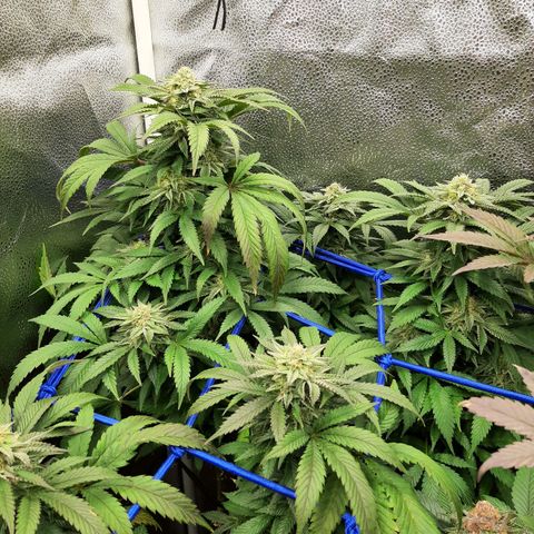 Unicorn Gelatin growlog timeline photo