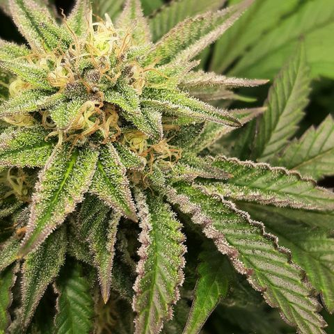 Unicorn Gelatin growlog timeline photo
