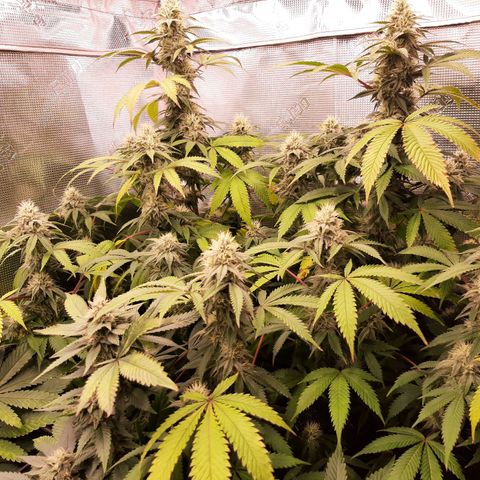 Double Burnout growlog timeline photo