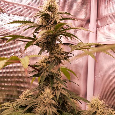 Double Burnout growlog timeline photo