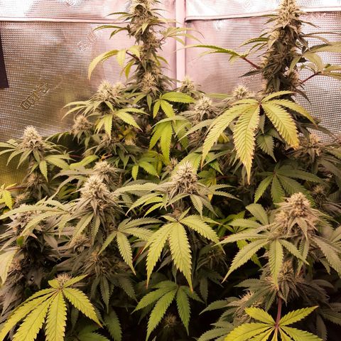 Double Burnout growlog timeline photo
