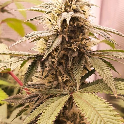 Double Burnout growlog timeline photo