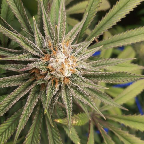 Star Buttah growlog timeline photo