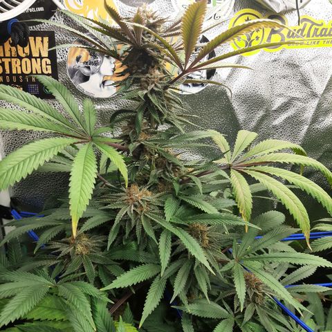Star Buttah growlog timeline photo