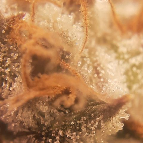 Star Buttah growlog timeline photo