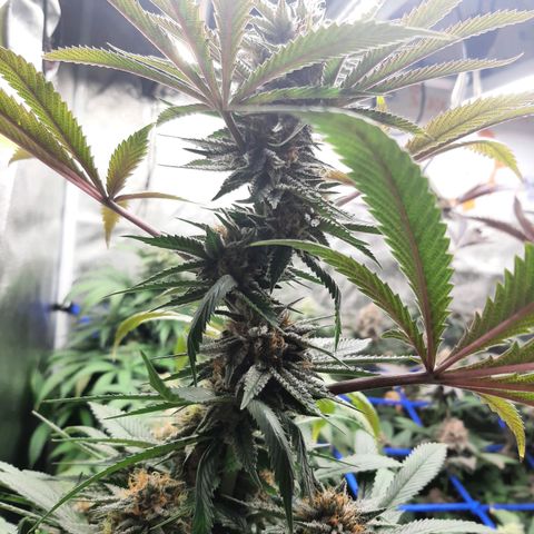 Star Buttah growlog timeline photo