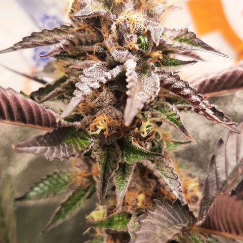 Orange an Berriez growlog timeline photo