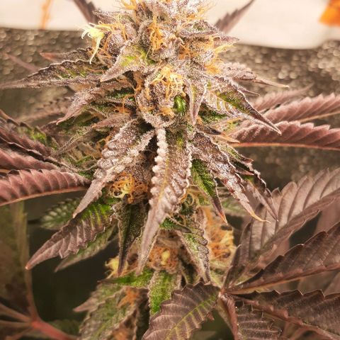 Orange an Berriez growlog timeline photo