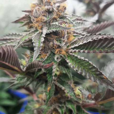 Orange an Berriez growlog timeline photo