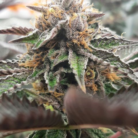 Orange an Berriez growlog timeline photo