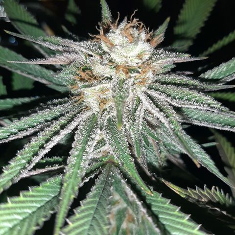 Star Buttah growlog timeline photo