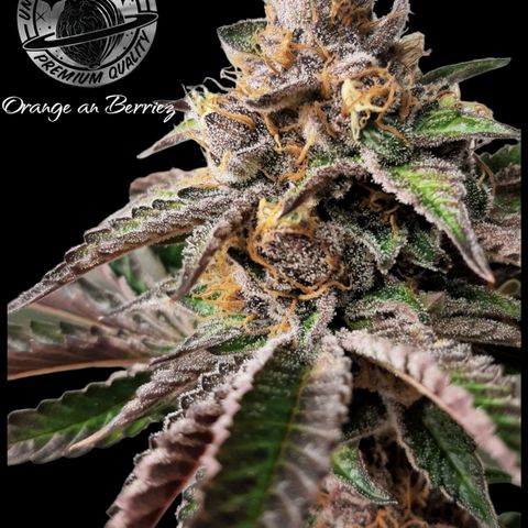 Orange an Berriez growlog timeline photo