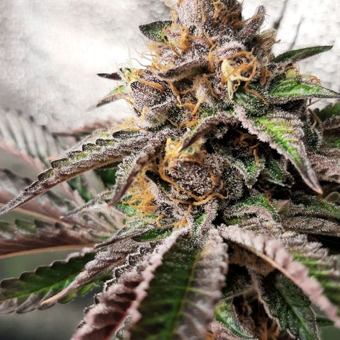 Orange an Berriez growlog timeline photo