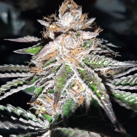 Orange an Berriez growlog timeline photo