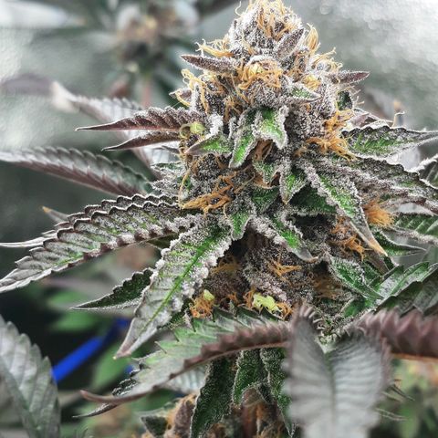 Orange an Berriez growlog timeline photo