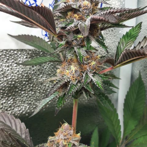 Orange an Berriez growlog timeline photo
