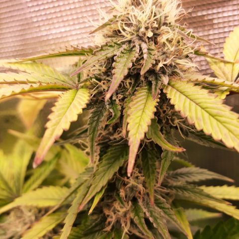 Killer Bees (bwcc cut) growlog timeline photo