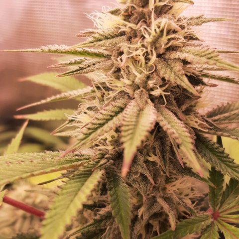 Double Burnout growlog timeline photo