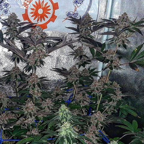 Orange an Berriez growlog timeline photo