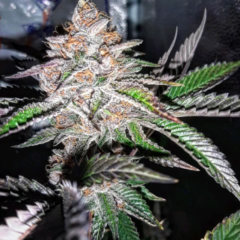 Orange an Berriez growlog timeline photo