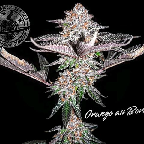 Orange an Berriez growlog timeline photo