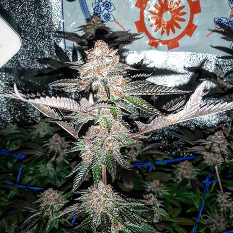 Orange an Berriez growlog timeline photo
