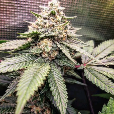 Pugs breath (bwcc cut) growlog timeline photo