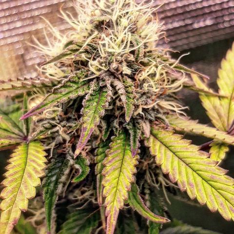 Killer Bees (bwcc cut) growlog timeline photo