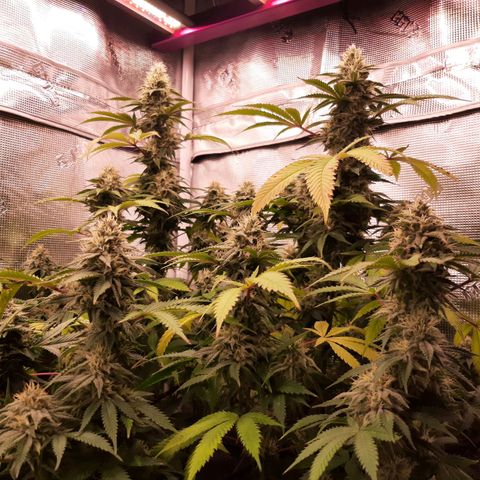 Double Burnout growlog timeline photo