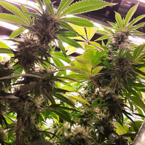 Double Burnout growlog timeline photo
