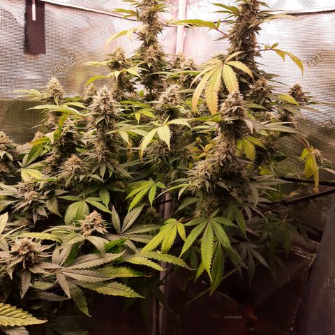 Double Burnout growlog timeline photo