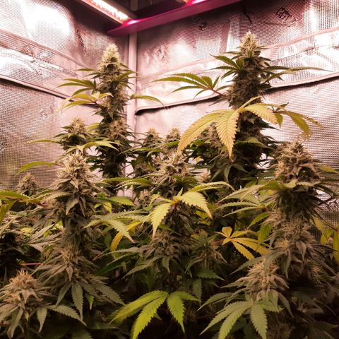Double Burnout growlog timeline photo