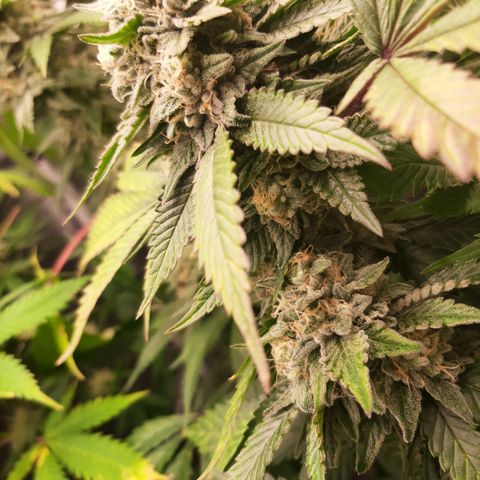 Pugs breath (bwcc cut) growlog timeline photo