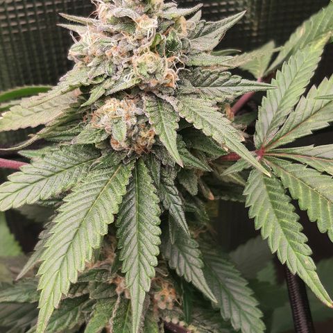 Pugs breath (bwcc cut) growlog timeline photo