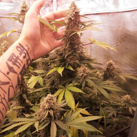 Double Burnout growlog timeline photo