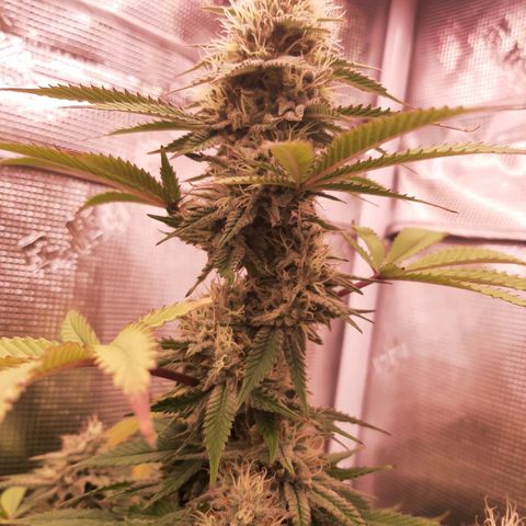 Double Burnout growlog timeline photo