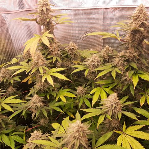Double Burnout growlog timeline photo