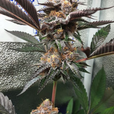 Orange an Berriez growlog timeline photo