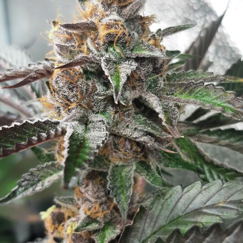 Orange an Berriez growlog timeline photo