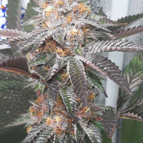 Orange an Berriez growlog timeline photo