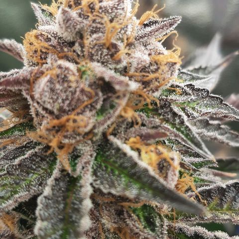 Orange an Berriez growlog timeline photo