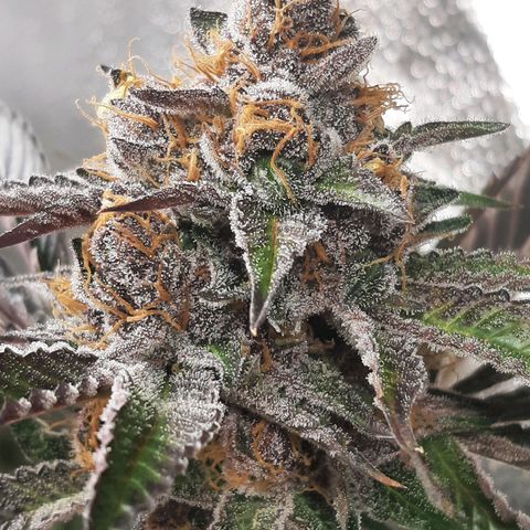 Orange an Berriez growlog timeline photo