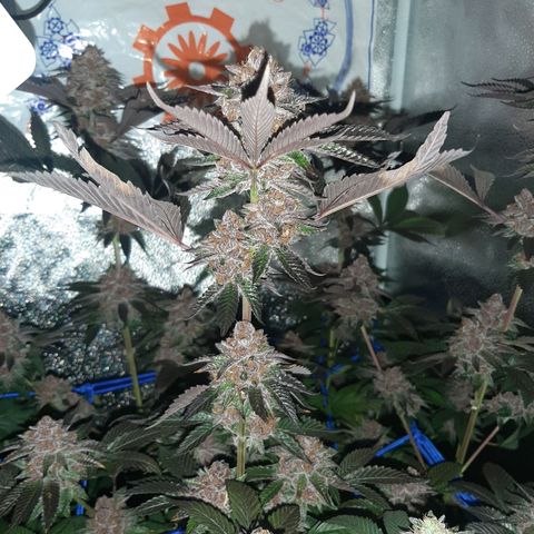 Orange an Berriez growlog timeline photo