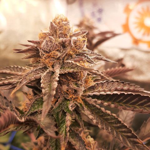 Orange an Berriez growlog timeline photo