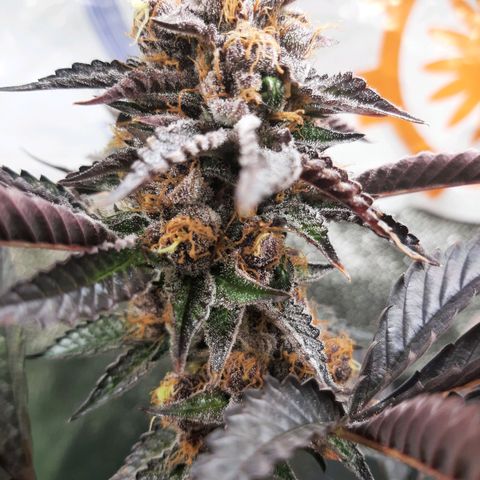 Orange an Berriez growlog timeline photo