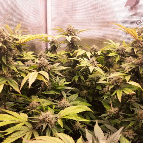 Killer Bees (bwcc cut) growlog timeline photo