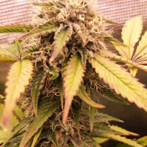 Killer Bees (bwcc cut) growlog timeline photo