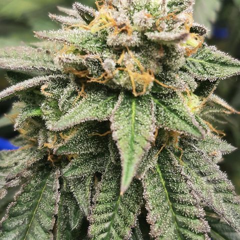 Unicorn Rainbows growlog timeline photo
